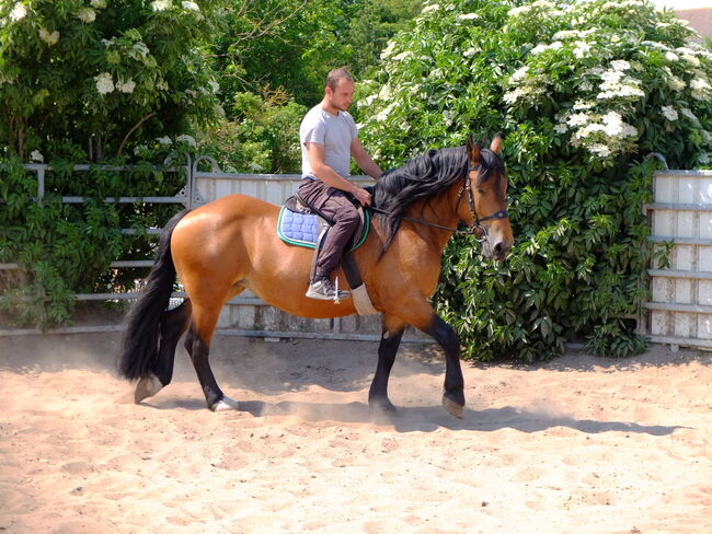 Norikerstute "Frieda"!, Pferdehandlung Christian Kürschner, Horses For Sale, Buttstädt, Image 12