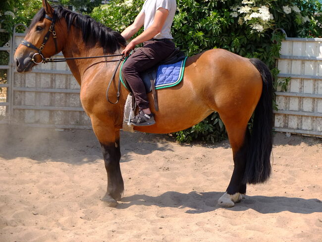 Norikerstute "Frieda"!, Pferdehandlung Christian Kürschner, Horses For Sale, Buttstädt, Image 6