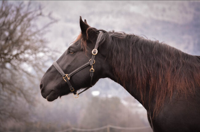 Norikerstute, Martina Schindler, Horses For Sale, Laimbach, Image 4