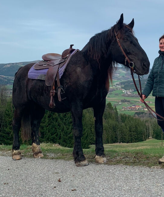 Norikerstute, Martina Schindler, Horses For Sale, Laimbach, Image 3