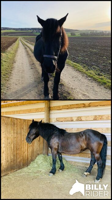 Norikerstute, Dani, Horses For Sale, Ratzersdorf an der Traisen, Image 3