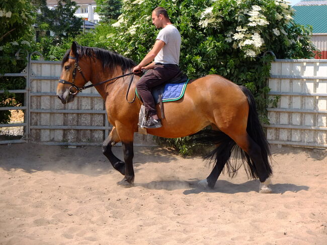 Norikerstute "Frieda"!, Pferdehandlung Christian Kürschner, Horses For Sale, Buttstädt