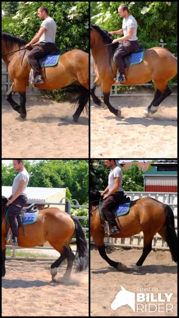 Norikerstute "Frieda"!, Pferdehandlung Christian Kürschner, Horses For Sale, Buttstädt, Image 14