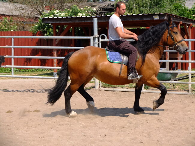 Norikerstute "Frieda"!, Pferdehandlung Christian Kürschner, Horses For Sale, Buttstädt, Image 13