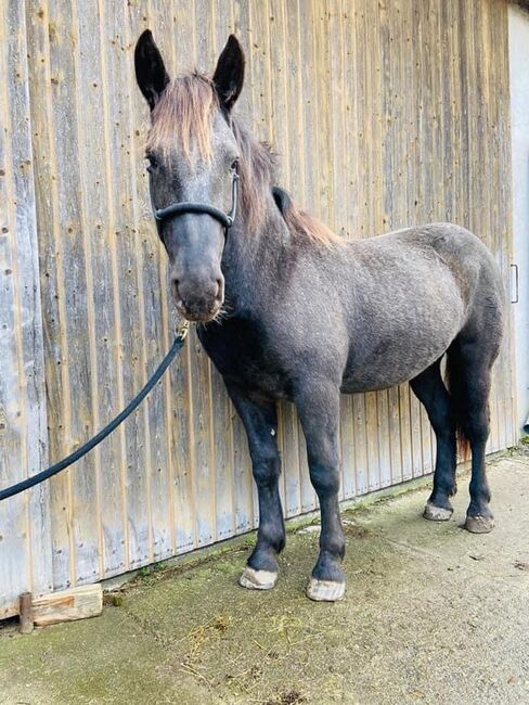 Norikerstute, Claudia Blauensteiner, Horses For Sale, Emmersdorf an der Donau, Image 7