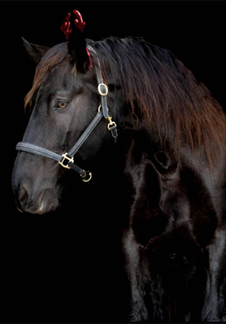 Norikerstute, Martina Schindler, Horses For Sale, Laimbach, Image 5