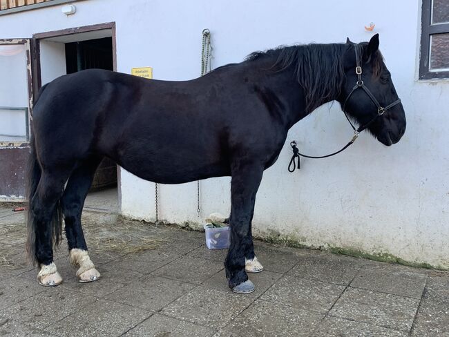 Norikerstute, Martina Schindler, Horses For Sale, Laimbach