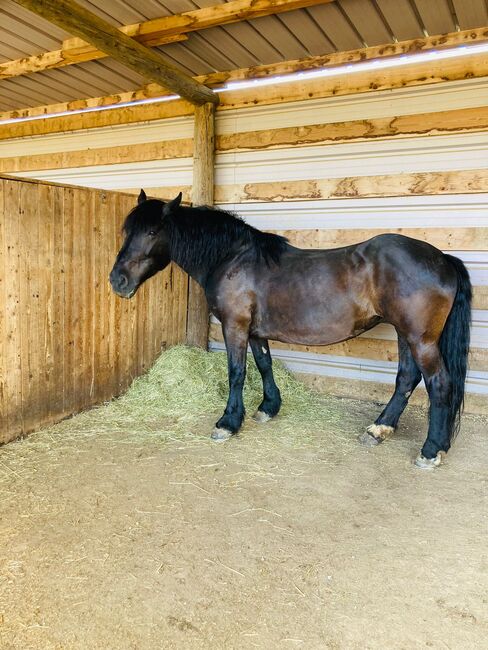 Norikerstute, Dani, Horses For Sale, Ratzersdorf an der Traisen, Image 2