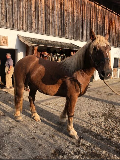 Norikerstute Fuchs 4jährig, Stegmayr S., Horses For Sale, Schwoich, Image 2