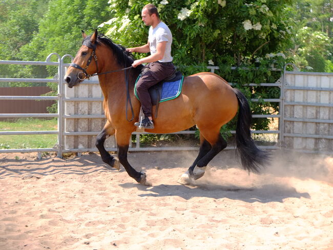 Norikerstute "Frieda"!, Pferdehandlung Christian Kürschner, Horses For Sale, Buttstädt, Image 4