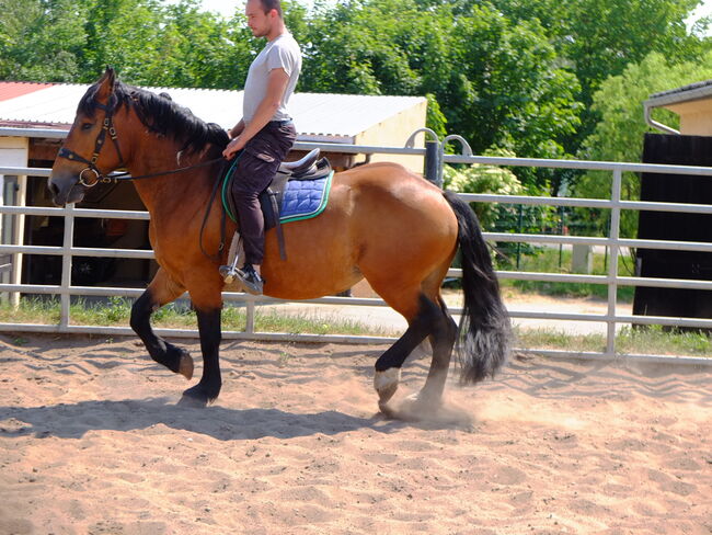 Norikerstute "Frieda"!, Pferdehandlung Christian Kürschner, Horses For Sale, Buttstädt, Image 11