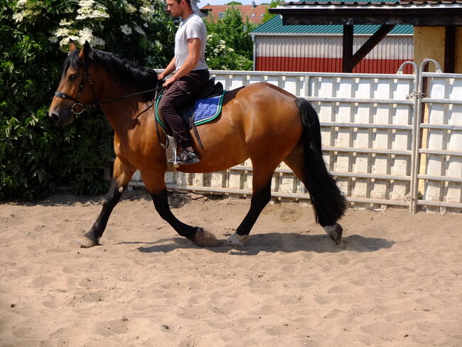 Norikerstute "Frieda"!, Pferdehandlung Christian Kürschner, Horses For Sale, Buttstädt, Image 10