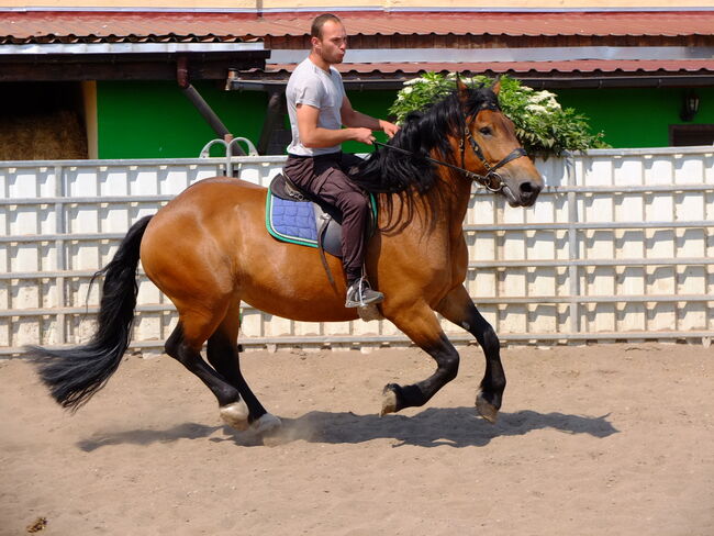 Norikerstute "Frieda"!, Pferdehandlung Christian Kürschner, Horses For Sale, Buttstädt, Image 8