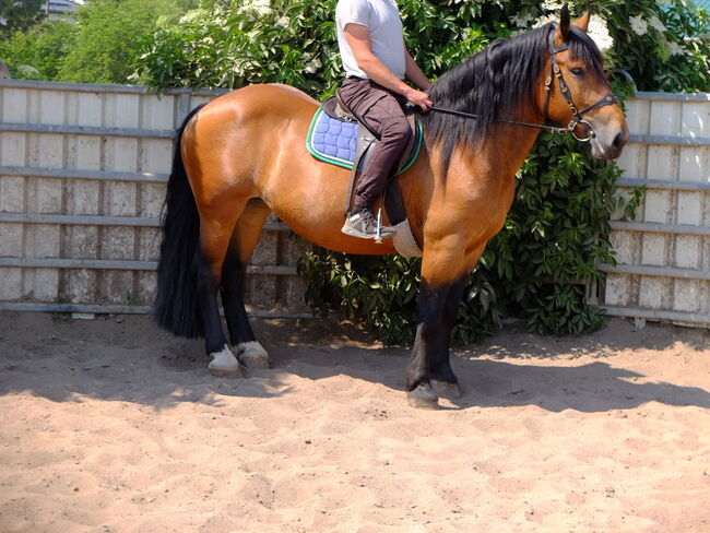 Norikerstute "Frieda"!, Pferdehandlung Christian Kürschner, Horses For Sale, Buttstädt, Image 5