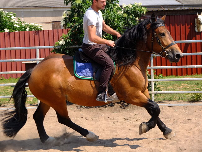 Norikerstute "Frieda"!, Pferdehandlung Christian Kürschner, Horses For Sale, Buttstädt, Image 2