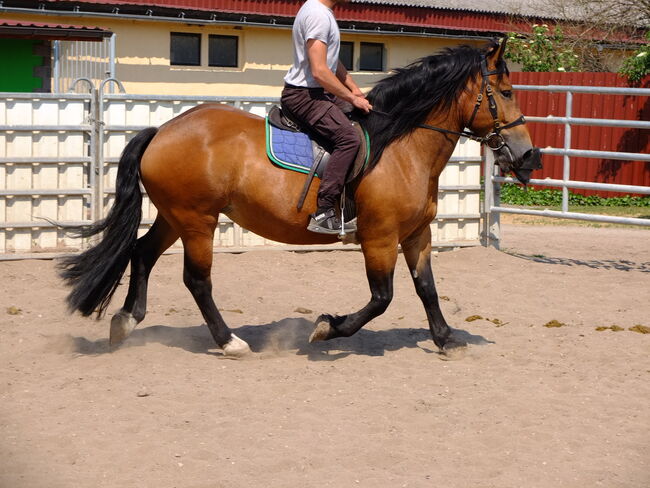 Norikerstute "Frieda"!, Pferdehandlung Christian Kürschner, Horses For Sale, Buttstädt, Image 9