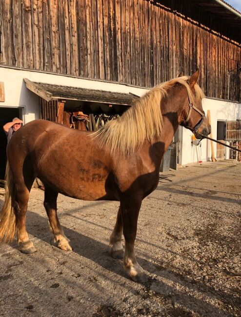 Norikerstute Fuchs 4jährig, Stegmayr S., Horses For Sale, Schwoich, Image 5