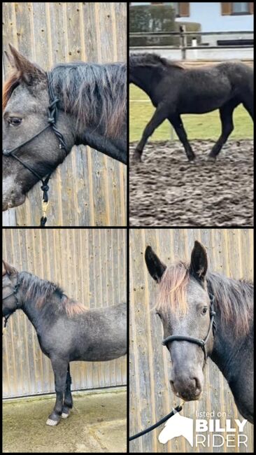 Norikerstute, Claudia Blauensteiner, Horses For Sale, Emmersdorf an der Donau, Image 8