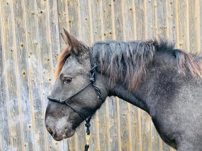 Norikerstute, Claudia Blauensteiner, Horses For Sale, Emmersdorf an der Donau