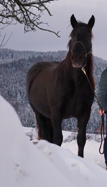 Norikerstute, Martina Schindler, Horses For Sale, Laimbach, Image 2