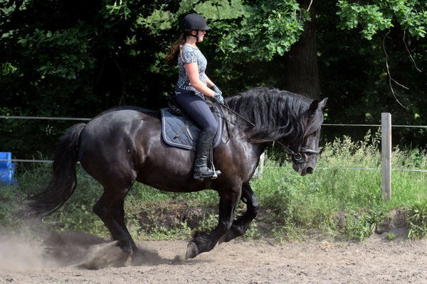 Norikerstute, Alexandra Zahn, Horses For Sale, Wietzen, Image 2