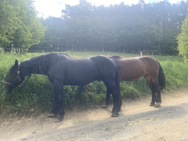 Noriker Rappe, Angy Grabenhofer, Horses For Sale, Dreihütten, Image 3