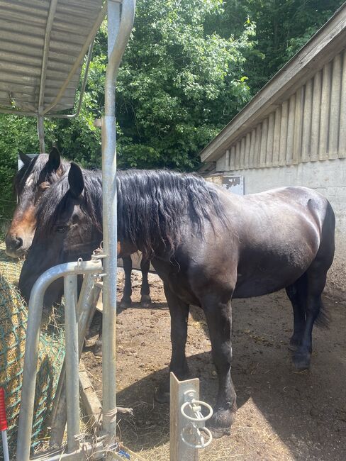 Noriker Rappe, Angy Grabenhofer, Horses For Sale, Dreihütten, Image 2
