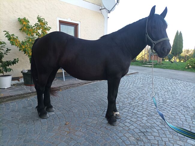 Noriker Rappstute, Andrea, Horses For Sale, Seekirchen Am Wallersee, Image 2