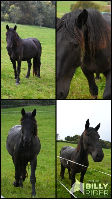 Noriker Rapp Stute, Manuela KUBNY , Horses For Sale, Küßnach , Image 6