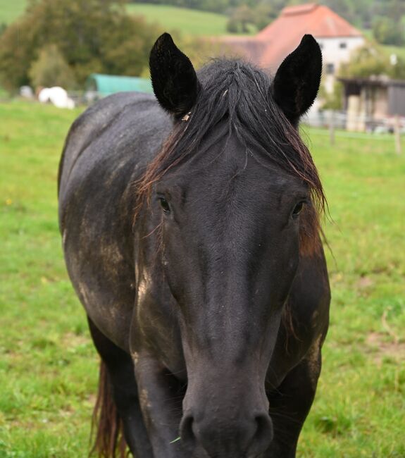 Noriker Rapp Stute, Manuela KUBNY , Horses For Sale, Küßnach , Image 4