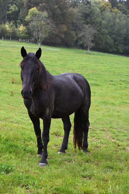 Noriker Rapp Stute, Manuela KUBNY , Horses For Sale, Küßnach 