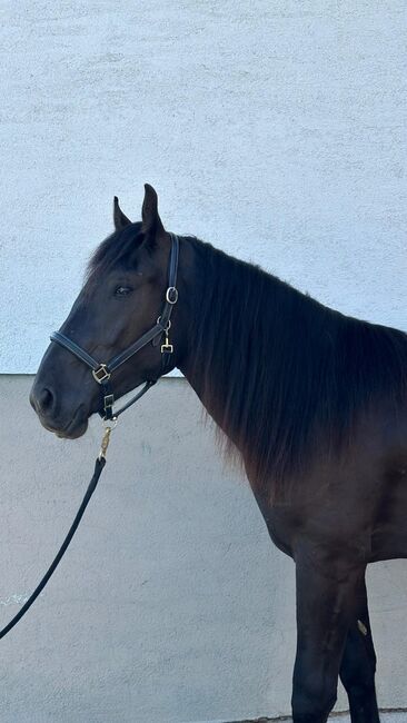 Noriker Rapp Stute (Sydney), Barbara Neureiter, Horses For Sale, St. Koloman