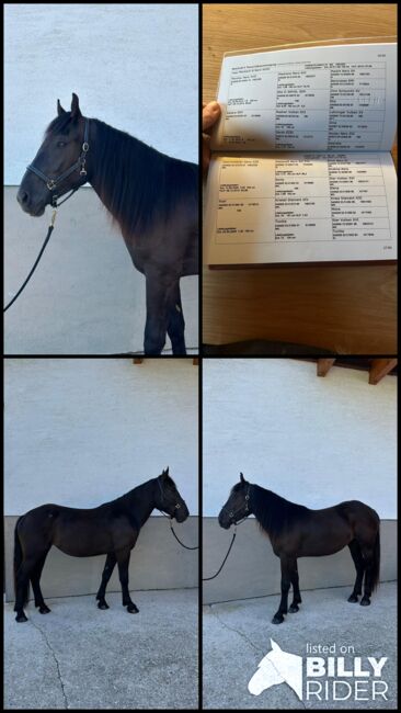 Noriker Rapp Stute (Sydney), Barbara Neureiter, Horses For Sale, St. Koloman, Image 5