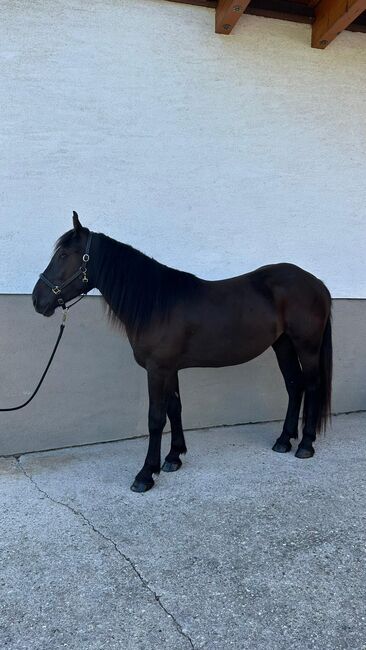 Noriker Rapp Stute (Sydney), Barbara Neureiter, Horses For Sale, St. Koloman, Image 3