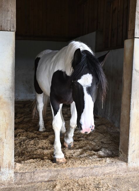 Noriker Rappscheck Stut 3j. alt, Manuela KUBNY , Horses For Sale, Küßnach , Image 11