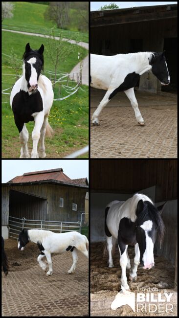 Noriker Rappscheck Stut 3j. alt, Manuela KUBNY , Horses For Sale, Küßnach , Image 12