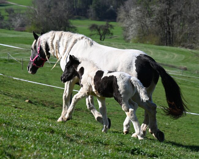 Noriker Rappscheck Stute Fohlen, Manuela KUBNY , Horses For Sale, Klettgau-Bühl , Image 2