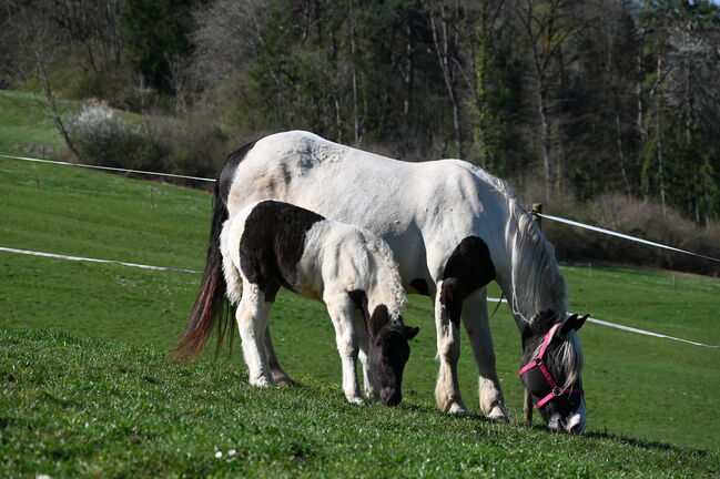 Noriker Rappscheck Stute tragend auf Frühjahr 2026, Manuela KUBNY , Horses For Sale, Küßnach , Image 5