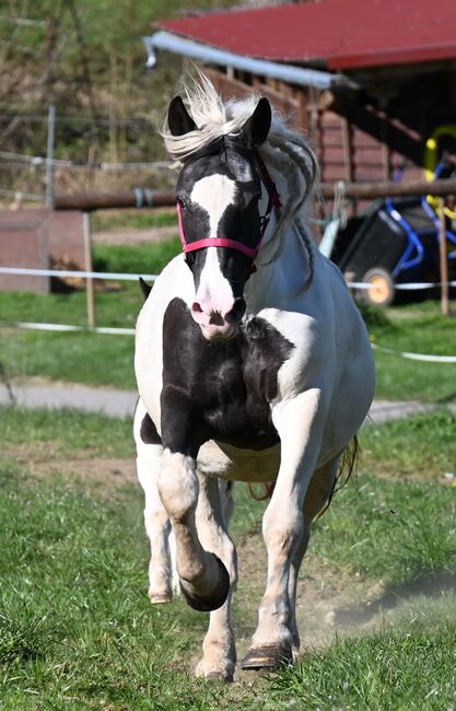 Noriker Rappscheck Stute tragend auf Frühjahr 2026, Manuela KUBNY , Horses For Sale, Küßnach 