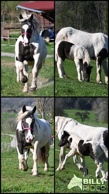 Noriker Rappscheck Stute tragend auf Frühjahr 2026, Manuela KUBNY , Horses For Sale, Küßnach , Image 6