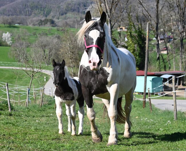 Noriker Rappscheck Stute tragend auf Frühjahr 2026, Manuela KUBNY , Horses For Sale, Küßnach , Image 2