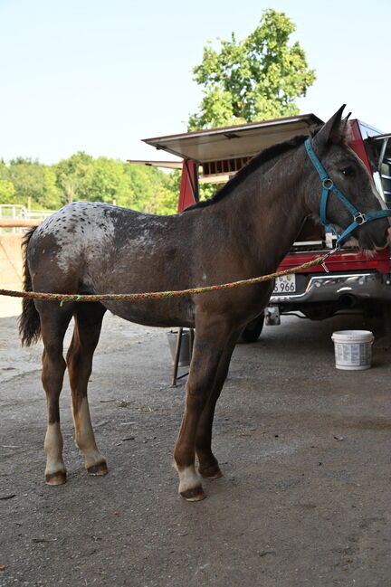 Noriker Schwarzflecktieger Stute Fohlen, Manuela KUBNY , Horses For Sale, Küßnach , Image 7