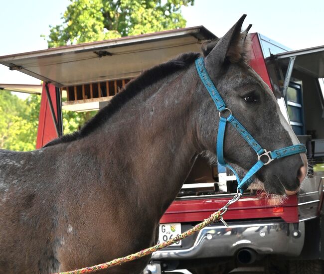 Noriker Schwarzflecktieger Stute Fohlen, Manuela KUBNY , Horses For Sale, Küßnach , Image 6