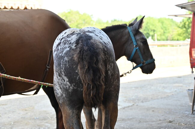 Noriker Schwarzflecktieger Stute Fohlen, Manuela KUBNY , Horses For Sale, Küßnach , Image 4