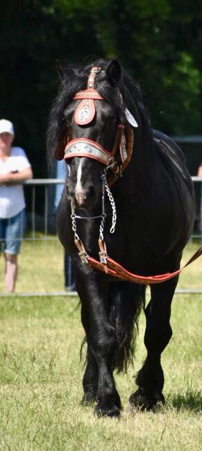 Noriker Rappe Hengst, Steffi, Horses For Sale, Kötzting, Image 3