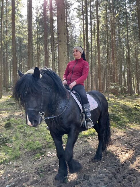 Noriker Rappe Hengst, Steffi, Horses For Sale, Kötzting, Image 4