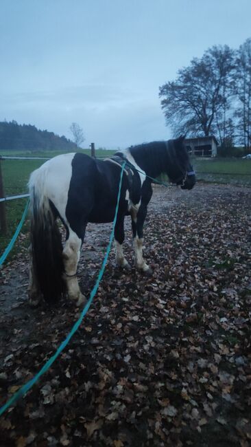 Noriker Schecke, Jasmin, Horses For Sale, Cham, Image 2