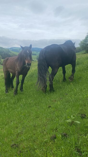 Noriker Fuchs Stute, Angy Grabenhofer, Horses For Sale, Dreihütten, Image 4