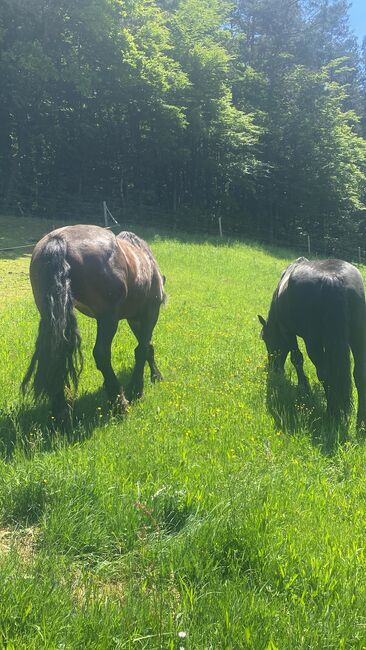 Noriker Fuchs Stute, Angy Grabenhofer, Horses For Sale, Dreihütten, Image 3