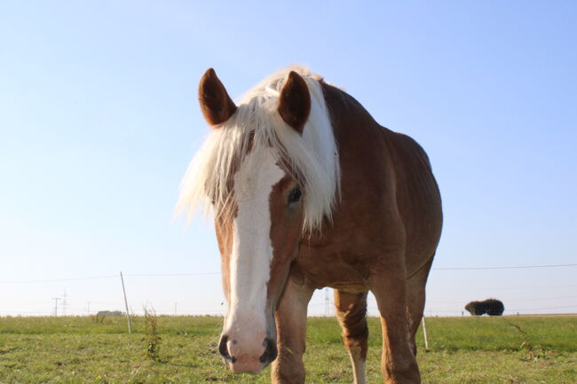 Noriker/Kaltblut Fuchs Junghengst, StEfANiE, Horses For Sale, Günzburg, Image 8